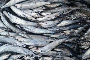 Asias huge appetite for fish is under threat of a supply crisis due to over fishing and climate change